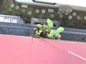 20161107_051041450_ios